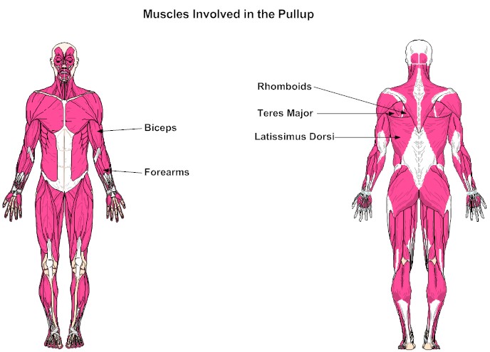 Muscles Involved in the Pullup